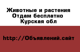 Животные и растения Отдам бесплатно. Курская обл.